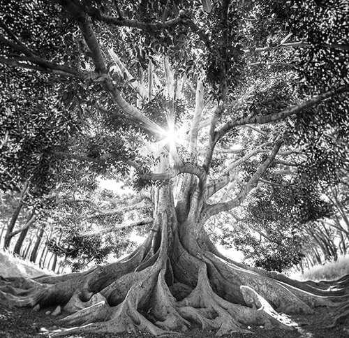 Arbre rayonnant évocation Scan Bioénergétique