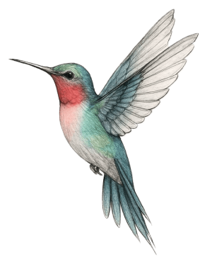 colibri_Transparent